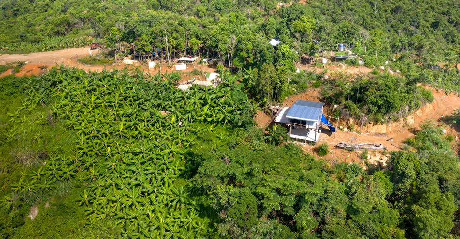 Aerial view of lush tropical farmland with a rural hut and banana plantation.