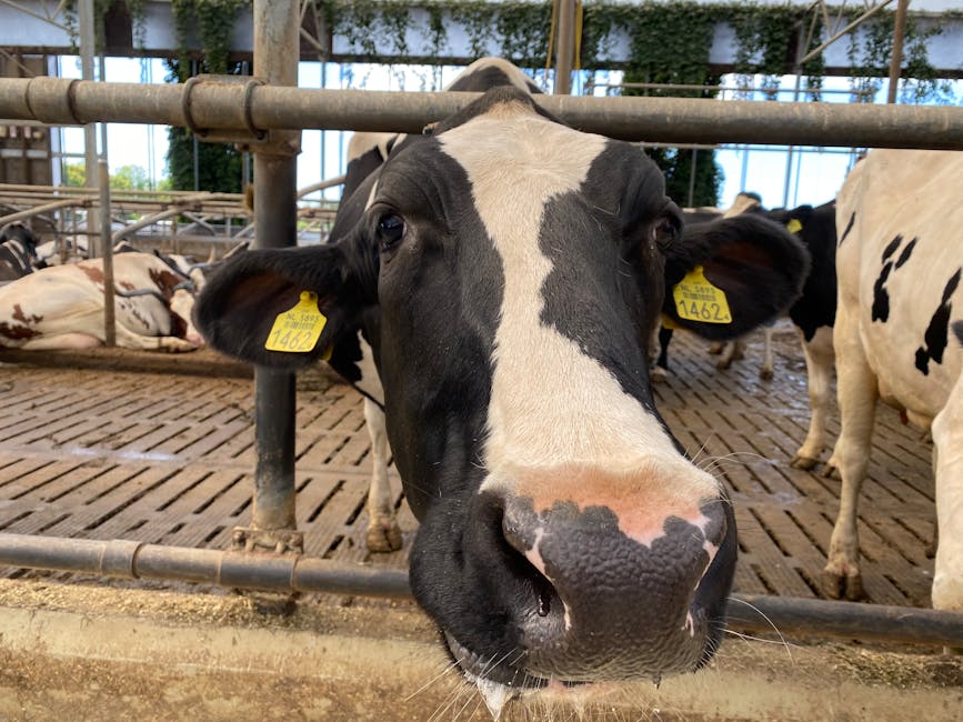 Detailed close-up of a Holstein cow in a barn with ear tags, highlighting livestock farming.