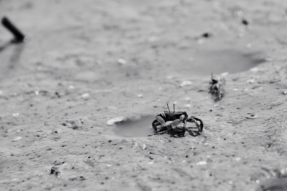 A black and white photograph of a small crab on a muddy shoreline, highlighting its natural habitat.