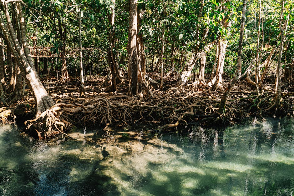 Lush mangrove forest with intricate root systems in Krabi, Thailand.