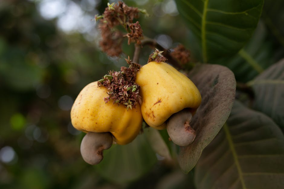 Detailed view of ripe cashew fruits growing on a tree branch in Sampa, Ghana.