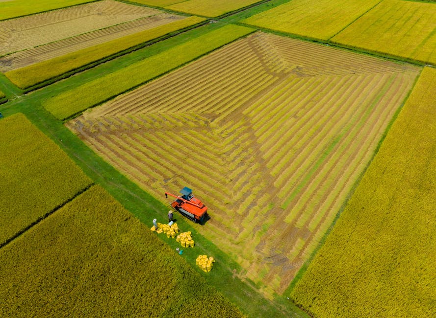 Aerial view of a harvester and workers collecting crops in Quảng Ngãi, Vietnam.