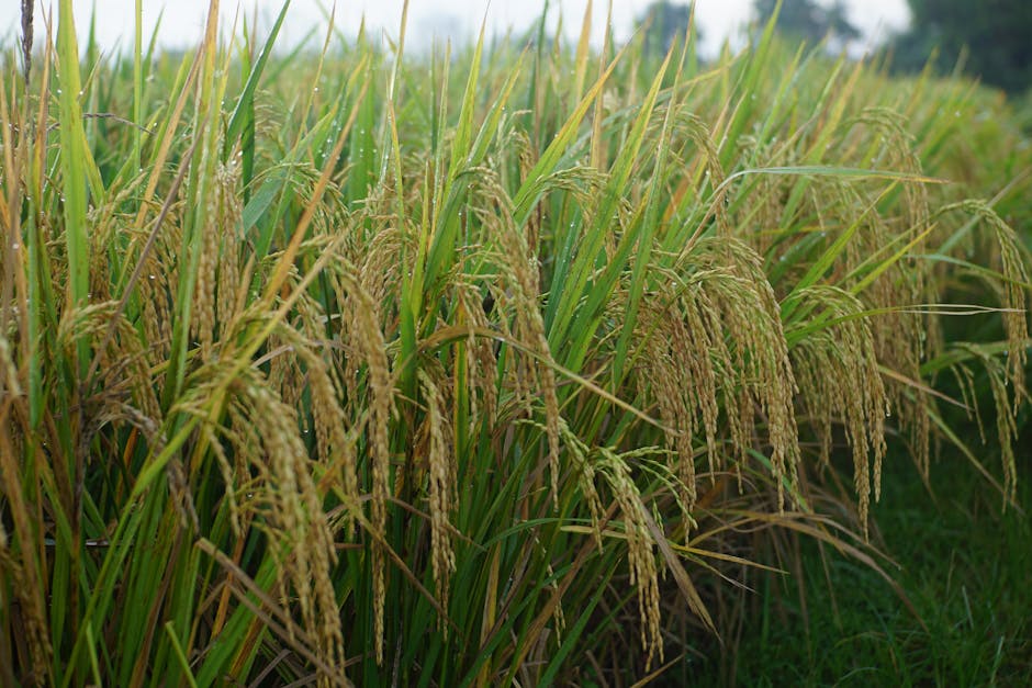 Vibrant rice plants glistening with morning dew in a serene outdoor field setting.