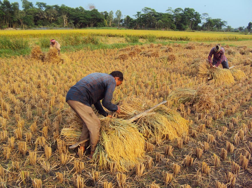 A group of farmers harvesting rice in a lush green field in Bangladesh.