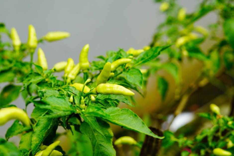Close-up of vibrant green chili peppers growing on a plant branch with lush leaves.