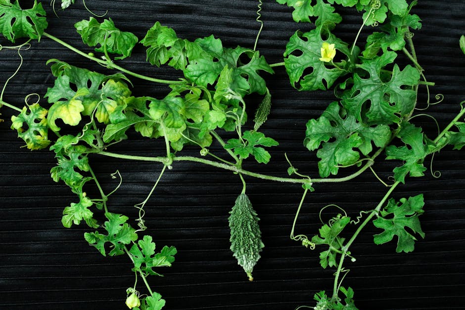 Detailed view of a bitter melon vine with lush green leaves on a dark background.