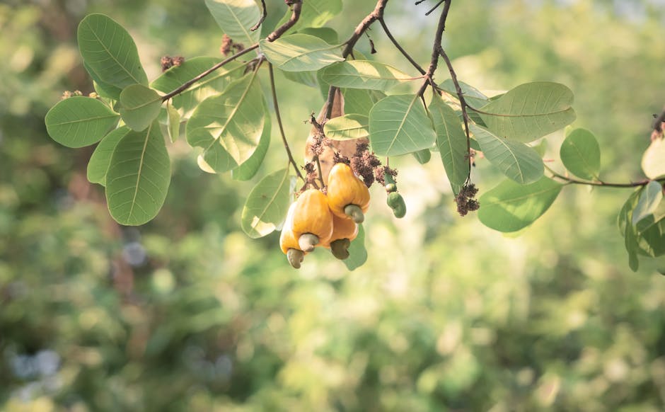 Close-up of ripe cashew fruits with green leaves on a tree branch.