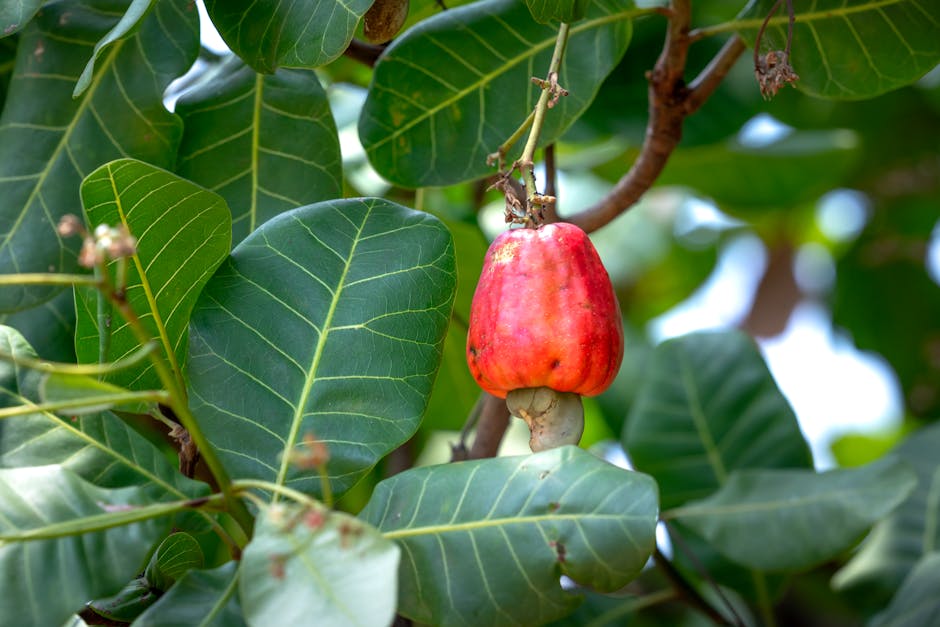 Vibrant cashew apple hanging from branch surrounded by lush green leaves.
