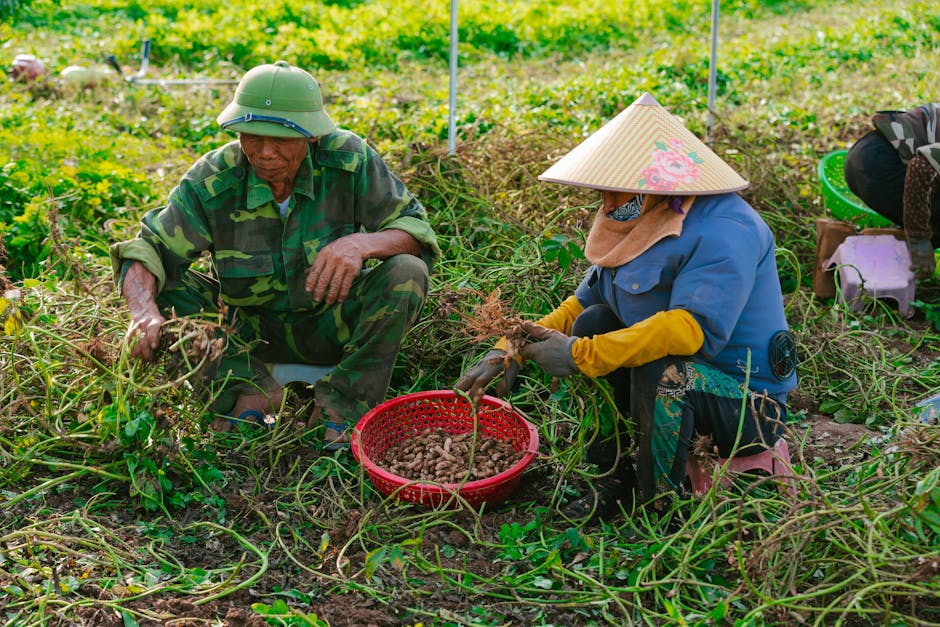 Two farmers collecting peanuts in an outdoor field, showcasing teamwork and agriculture.