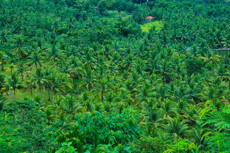 Aerial view of a lush tropical coconut palm grove, showcasing dense greenery.