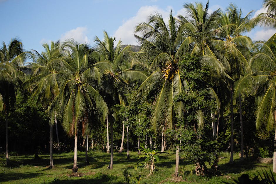 Serene view of vibrant coconut tree grove under a clear sky.