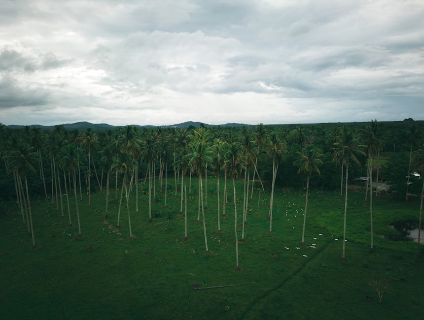 Aerial view showcasing a lush tropical coconut plantation with dense green foliage.