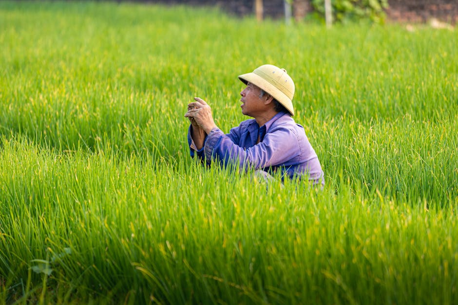 A Vietnamese farmer working in a vibrant green rice field under a clear sky.