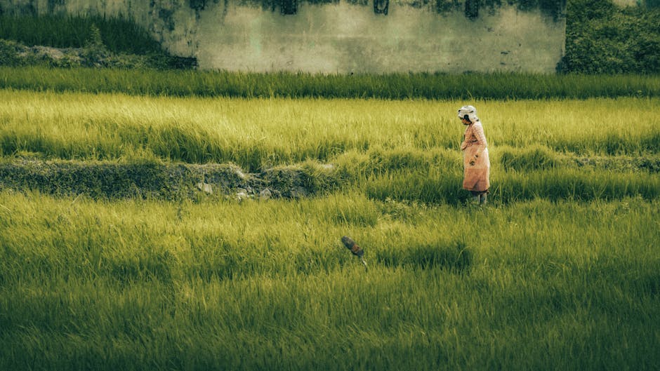 Adult Asian woman walks through a vibrant rice field, showcasing traditional farming in lush green agriculture.