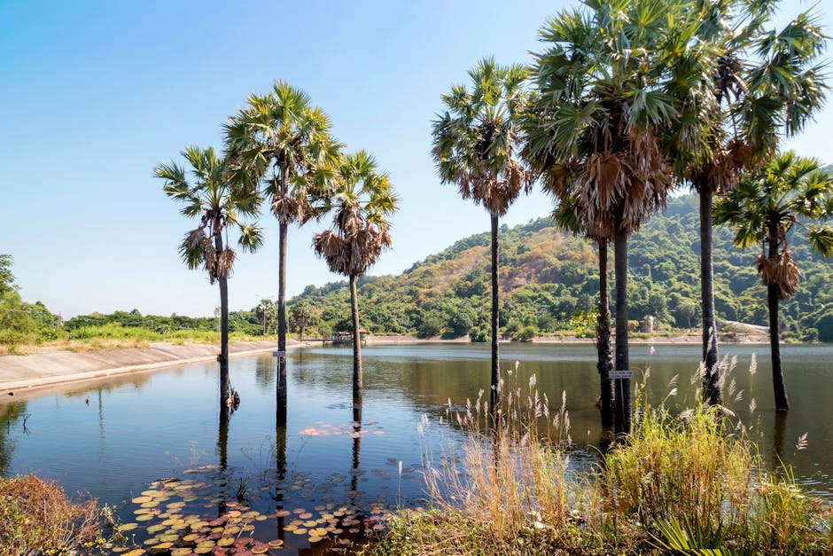 Picturesque palmyra palms by a serene lake in rural An Giang, Vietnam.