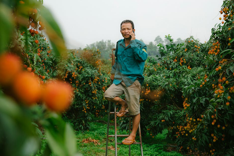 A farmer talks on cellphone while standing on a ladder in a vibrant orchard filled with ripened fruit.