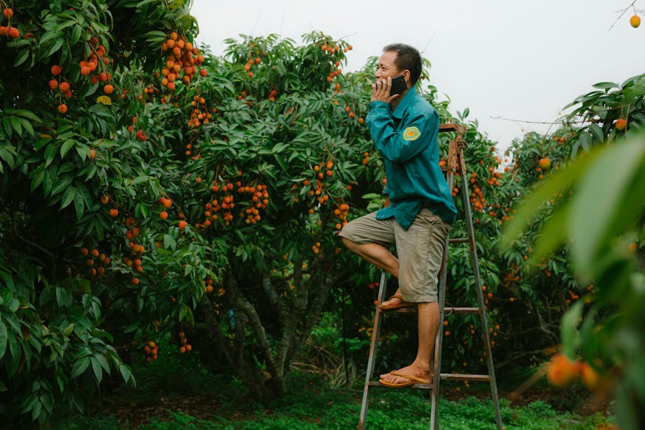 Farmer on ladder talking on phone while harvesting vibrant lychee fruits in lush orchard.