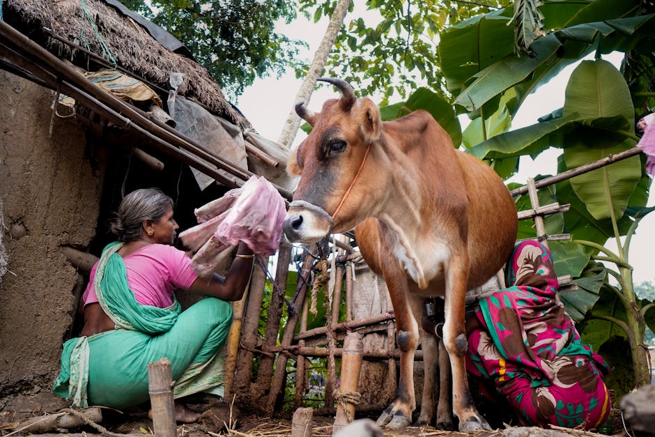 Two Indian women engaged in cow milking in a rural village. Traditional agriculture scene.