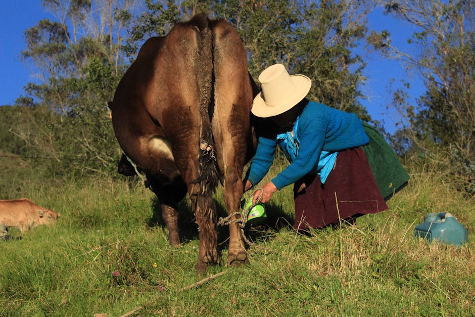 A farmer milking a cow manually in the sunny fields of Cajamarca, Peru.